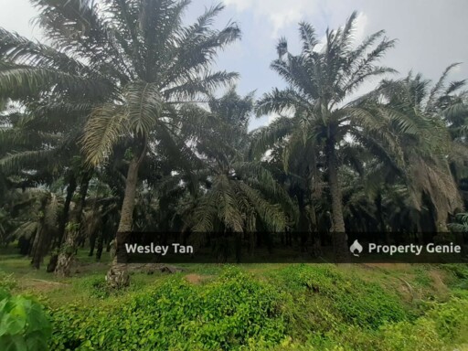 495-Acre Freehold Agricultural Land Jasin, Rim Melaka For Sale / Rent