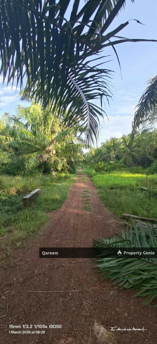 1 Ekar Ladang Sawit Kampung Api Api Bukit Rotan Kuala Selangor