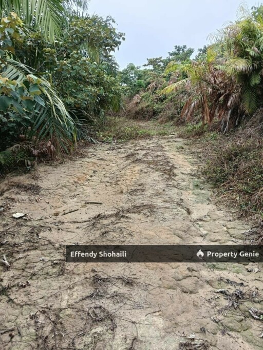 JELEBU PERADONG TANAH PERTANIAN