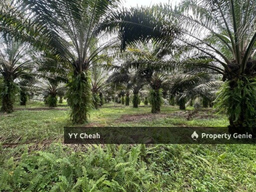 Jeram Agri Land, Perak - Freehold - Palm oil + bired nest, normal car can go