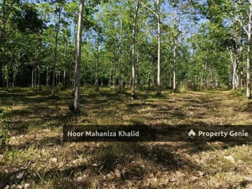 Tanah Kebun Getah, Kampung April Mukim Gajah Mati, Pokok Sena Kedah