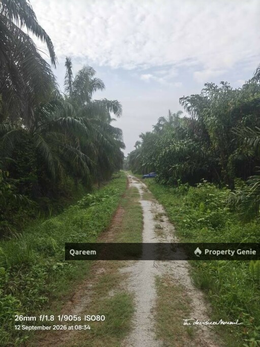 4.1 Ekar LAdang Sawit Pulau Ganda Suli Hutan Melintang, PErak