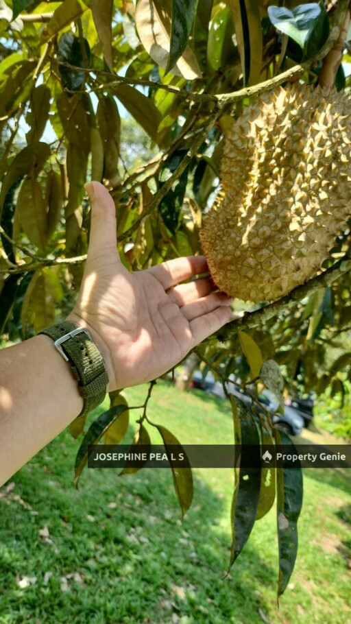 Kuala Kubu Bharu, Selangor, 40 Acres Durian Farm Agricultural Land for Sale 雪兰莪, 福隆港 榴莲种植园出售
