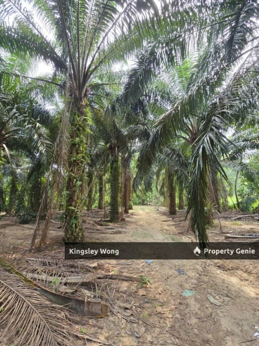 Kuala Kangsar Freehold 1.3acre Agricultural Land with Reserved Road