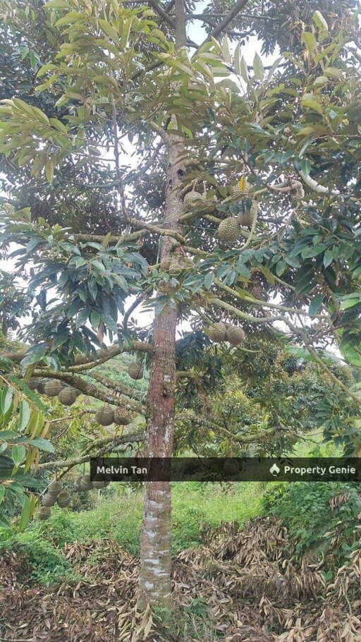Negeri Sembilan-Glami Lemi