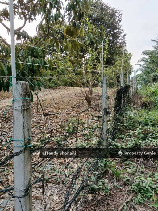 KUALA KLAWANG CHENOR AGRICULTURAL LAND