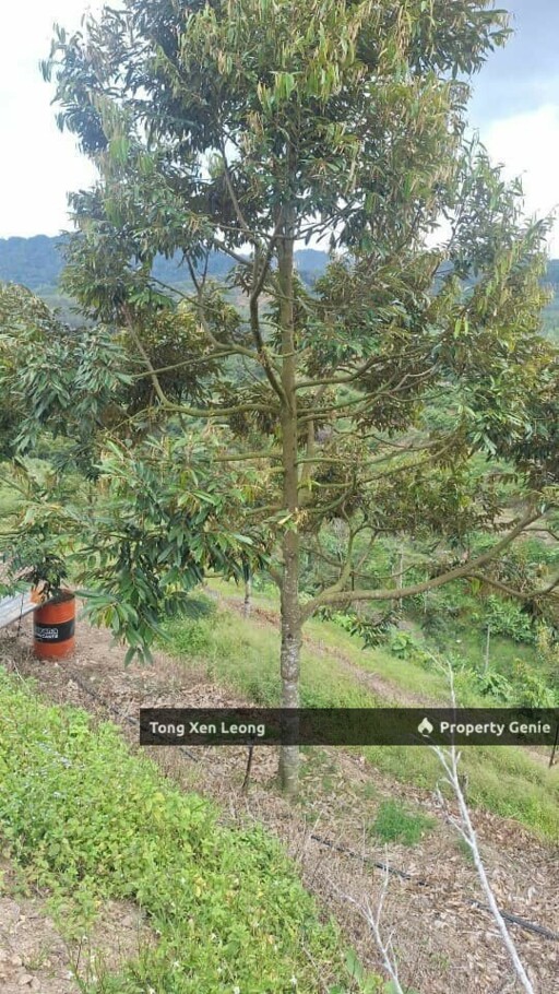Durian Land in Jelebu Negeri Sembilan For Sale