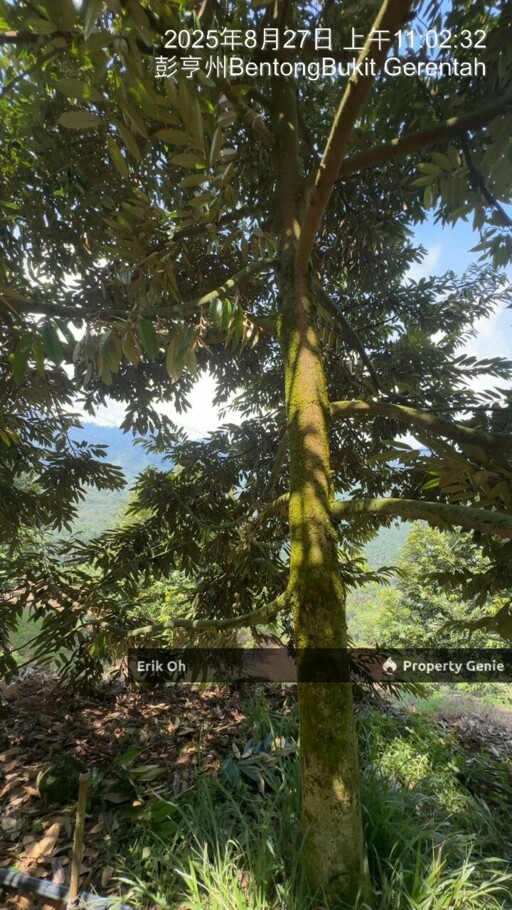 Gur Puri Bentong Pahang Durian Farm for Sale