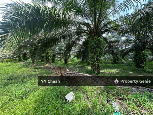 Jeram Agri Land, Perak - Freehold - Palm oil + bired nest, normal car can go