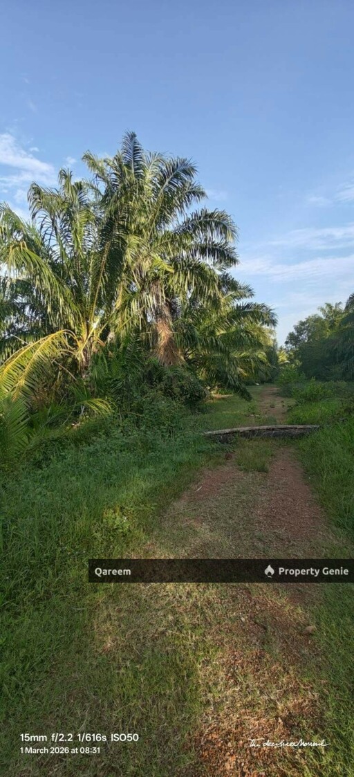 1 Ekar Ladang Sawit Kampung Api Api Bukit Rotan Kuala Selangor