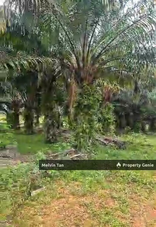 Bertam Ulu -  Sungai Udang Agriculture Land