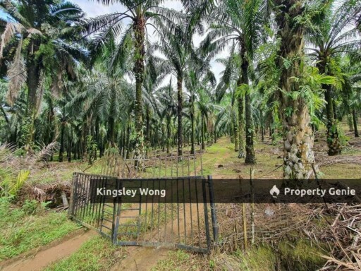 Sungai Siput Jalong Perak Freehold 8.3 Acres Agriculture Land Flat & Sloppy Land