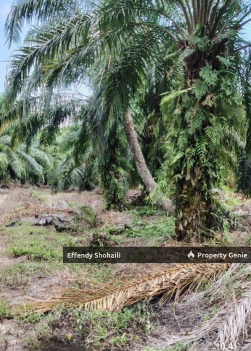 MUAR PARIT JAWA TANAH PERTANIAN