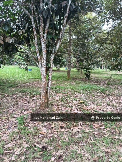 Tanah Dusun 3 Ekar Batu 8, Kg Kering Labu Negeri Sembilan