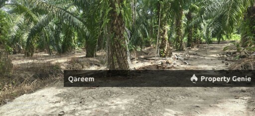1.5 Ekar Sungai Burong Sekinchan Sabak Bernam