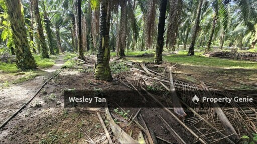 Jasin Jln Tehel Freehold Mainroad 9.9acres Matured Palm Oil Agri Land