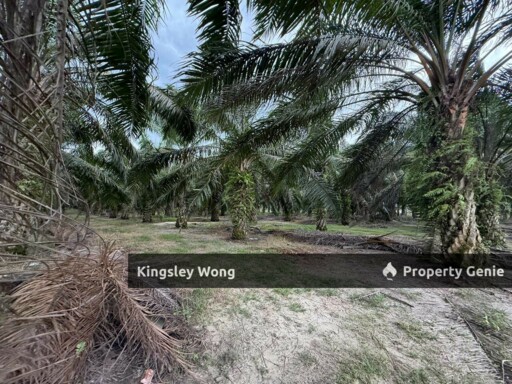 Sungai Siput Jalong Tinggi Freehold Agricultural Land 5 from Main Road