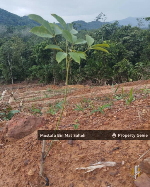 Tanah Kebun Getah Klon PB 350 Lubok Datu Pokok Sena Kedah
