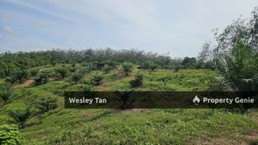 Durian Tunggal Below Value Oil Palm Approx 6.5acres land Freehold Road