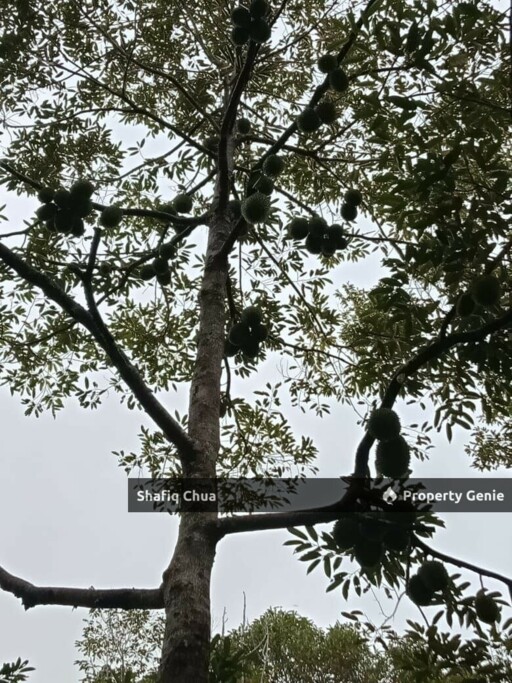 Beautiful Orchard Land for Sale in Ulu Melaka, Langkawi