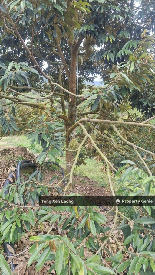 Durian Land in Jelebu Negeri Sembilan For Sale