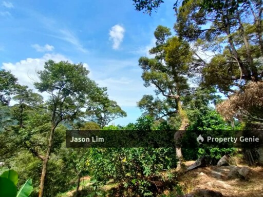 Teluk Kumbar Durian Orchard With Nice View