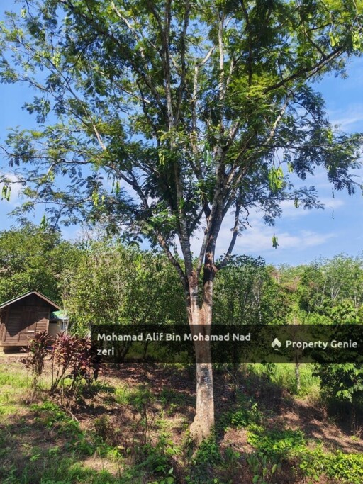 Dusun Buah-buahan untuk Di jual | Geran Individu | Below MV