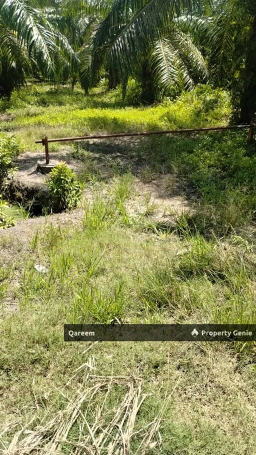 2.01 Ekar Ladang Kelapa Sawit Kg Sekendi Sabak Bernam