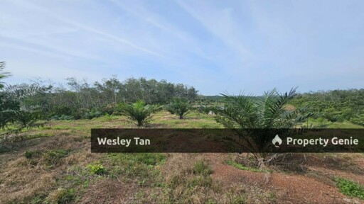 Durian Tunggal Below Value Oil Palm Approx 6.5acres land Freehold Road