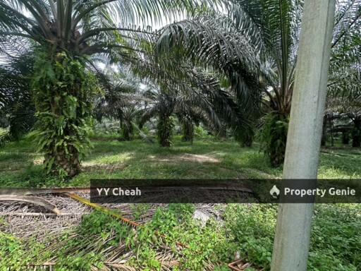 Jeram Agri Land, Perak - Freehold - Palm oil + bired nest, normal car can go
