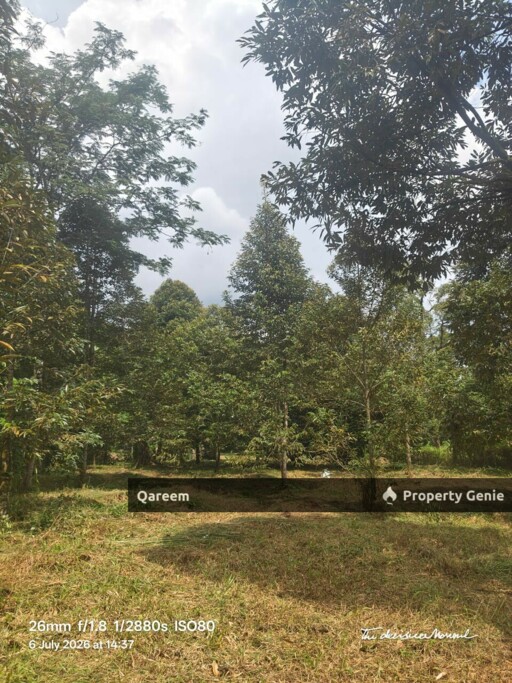1.6 Ekar Tanah Dusun Durian Kg Kalumpang Hulu Selangor