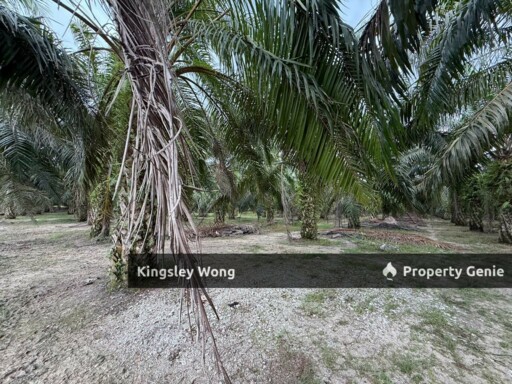 Sungai Siput Jalong Tinggi Freehold Agricultural Land 5 from Main Road