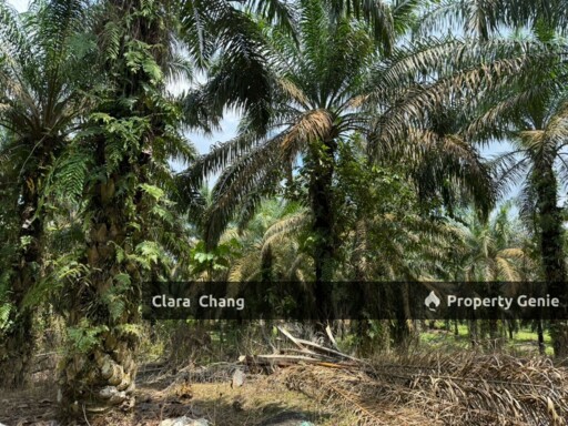 Bukit Batu 33 Miles Oil Palm Agriculture Land for Sale