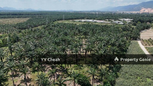 Kanthan Chemor, Ipoh. Agriculture Land 25 Acres