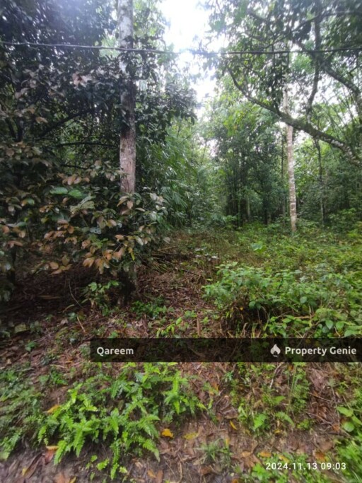Tanah Cantik 2.16 Ekar Hulu Tamu Batang Kali