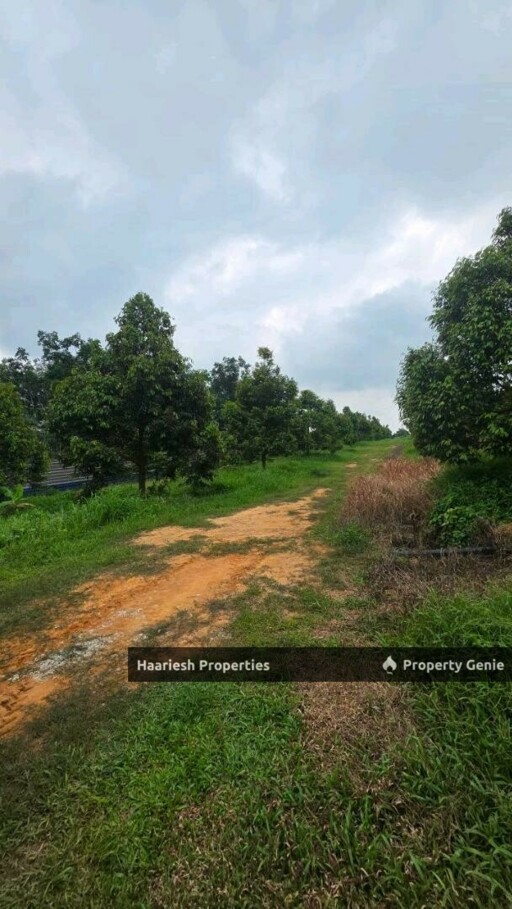 For Sale 17 Acres Durian Plantation Land Air Keroh Melaka