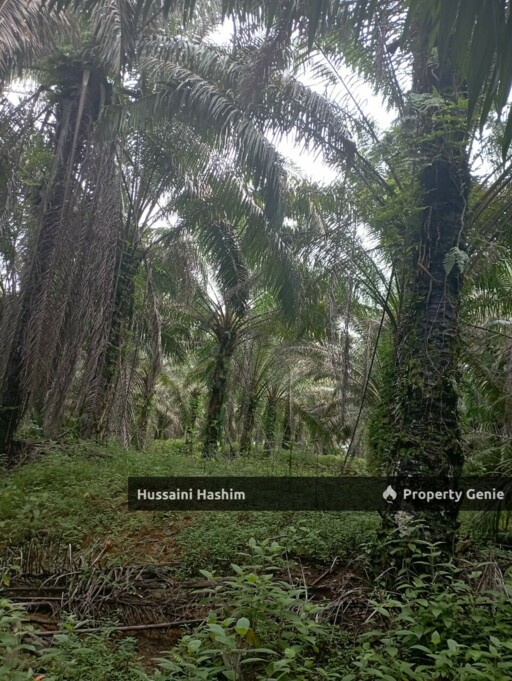 TANAH PERTANIAN DAN RUMAH REZAB MELAYU @ BUKIT RAMUN, KOTA TINGGI, JOHOR UNTUK DIJUAL