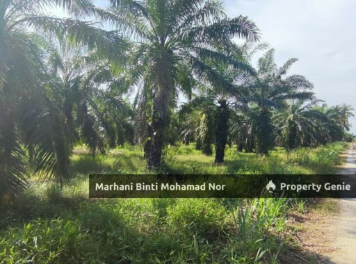 Kebun Sawit • Tanah Pertanian 2 Ekar • Sabak Bernam