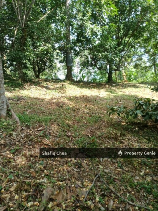 Beautiful Orchard Land for Sale in Ulu Melaka, Langkawi
