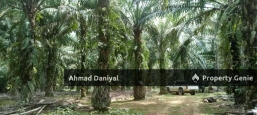 Oil Palm Land @ Ulu Cheka Jerantut Pahang For Sale