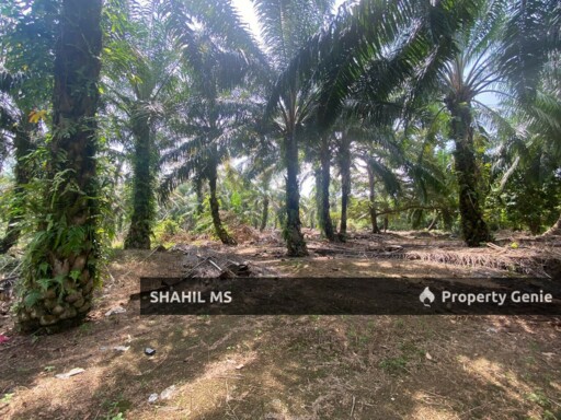 PAGOH JOHOR || KAMPUNG MERANTI || TANAH PERTANIAN BERSERTA SEBUAH RUMAH | 2 EKAR || TANAMAN SAWIT