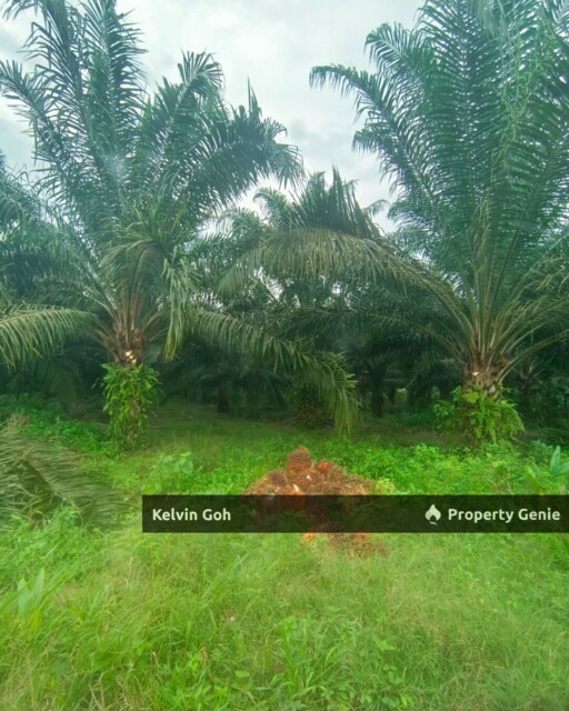 Paloh Johor 965 Acres Palm Oil Plantation