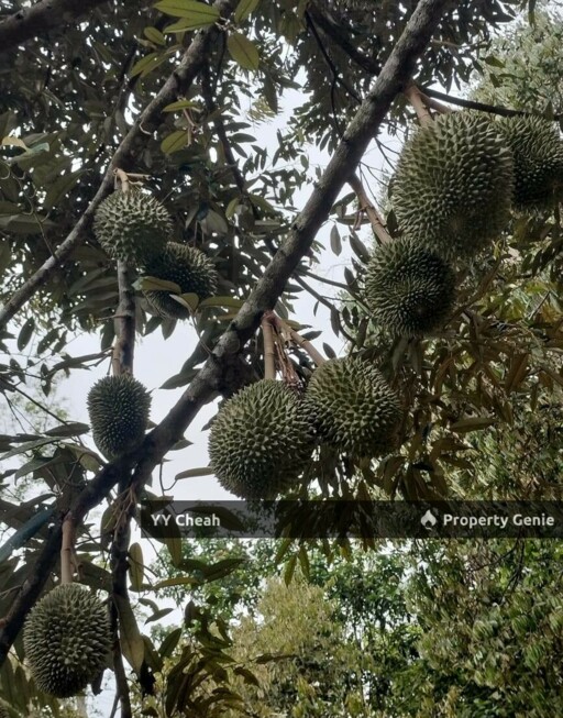Kuala Kangsar Perak - freehold agriculture for sale, 4 acres, easy access