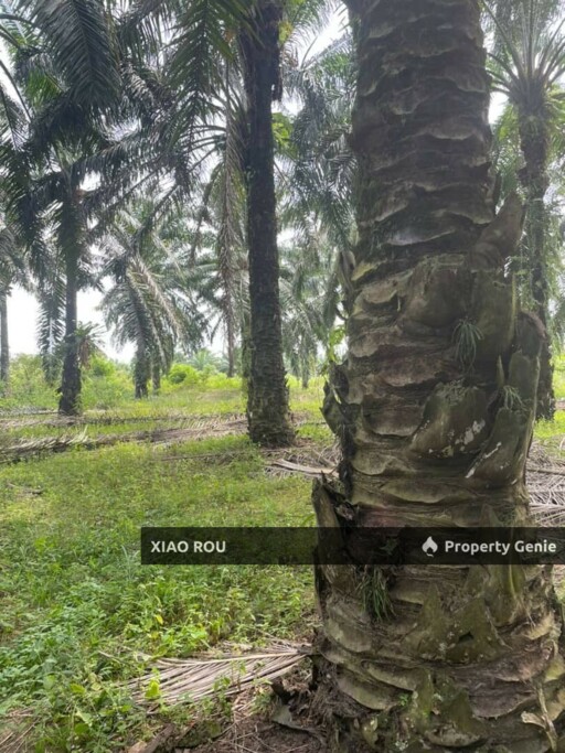For Sales Sungai Baru @ Masjih Tanah Oil Palm Tree Land