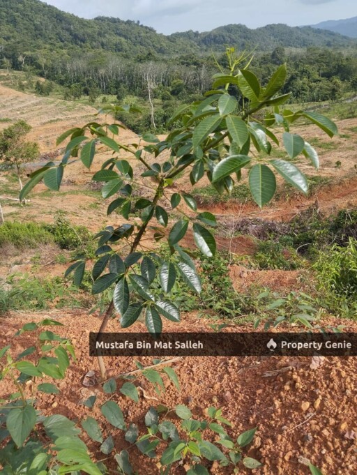 [Kebun Getah] Telok Datu, Pokok Sena