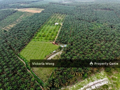 Kulai Sedenak Durians Farm