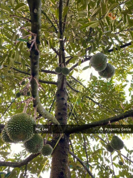 *Musang King Durians:* 95% (9-10 year-old trees)   ✔️ *Black Thorn Durians:* 5% (9-10 year-old trees)