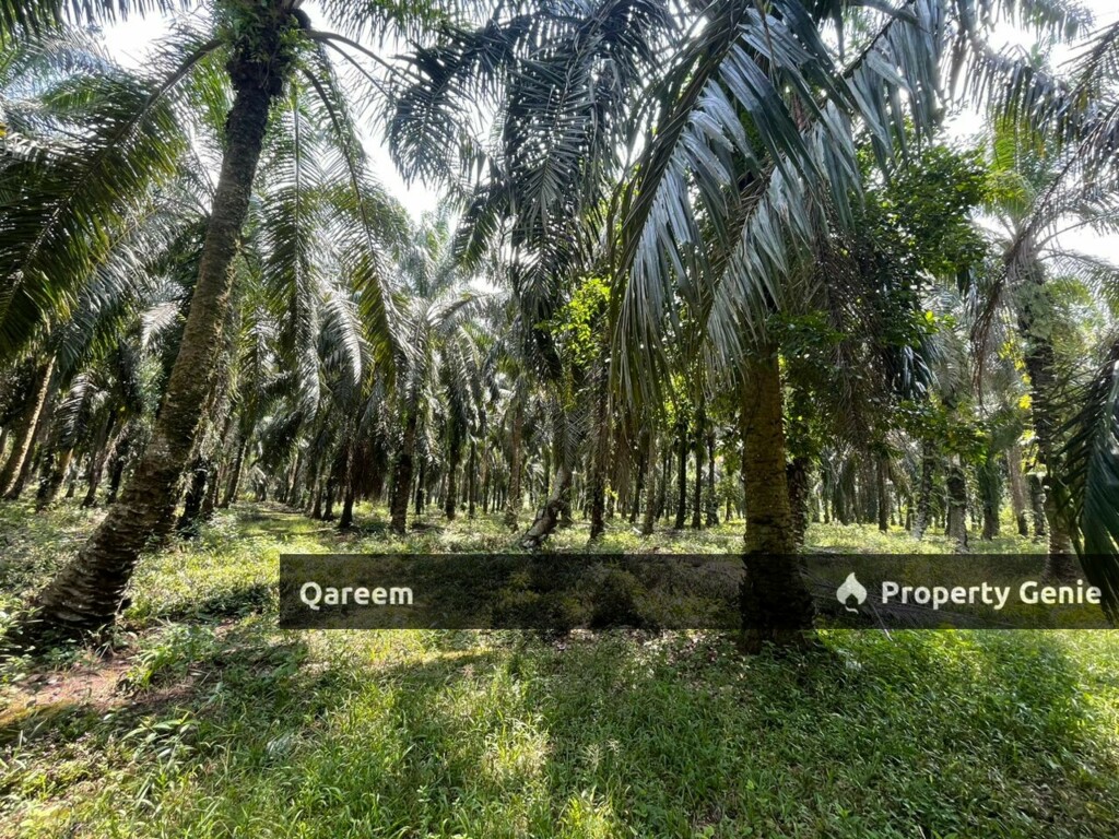 3 Ekar ladang Sawit Merbau Berdarah Sabak Bernam