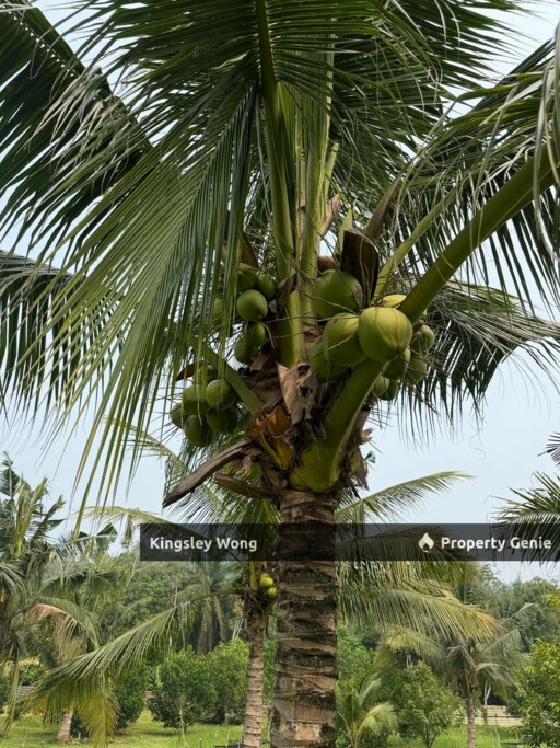 Jalong Tinggi Sg Siput Easy Entry with Asphalt Road 4 Acres Durian Orchard Farm