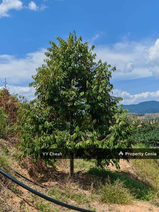 Sg Siput Perak 10 Acres Agri Land For Sale Durian & Orchard 10 Acres Freehold